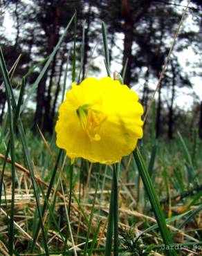 Fotografia 2 da espécie Narcissus bulbocodium no Jardim Botânico UTAD