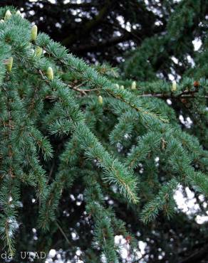 Fotografia 3 da espécie Cedrus atlantica no Jardim Botânico UTAD