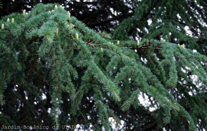 Fotografia da espécie Cedrus atlantica