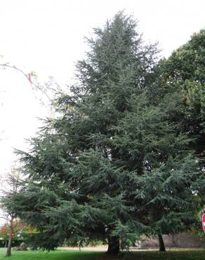 Fotografia 4 da espécie Cedrus atlantica no Jardim Botânico UTAD