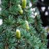 Fotografia 5 da espécie Cedrus atlantica do Jardim Botânico UTAD