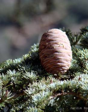 Fotografia 1 da espécie Cedrus atlantica no Jardim Botânico UTAD