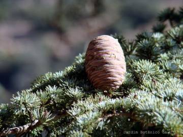 Fotografia da espécie Cedrus atlantica