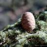 Fotografia 1 da espécie Cedrus atlantica do Jardim Botânico UTAD