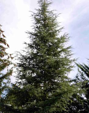 Fotografia 2 da espécie Cedrus deodara no Jardim Botânico UTAD