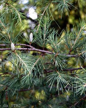 Fotografia 3 da espécie Cedrus deodara no Jardim Botânico UTAD