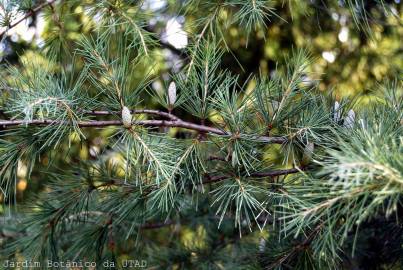 Fotografia da espécie Cedrus deodara