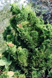 Fotografia da espécie Chamaecyparis obtusa var. nana