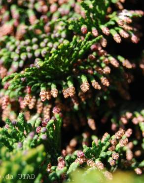 Fotografia 1 da espécie Chamaecyparis obtusa var. nana no Jardim Botânico UTAD