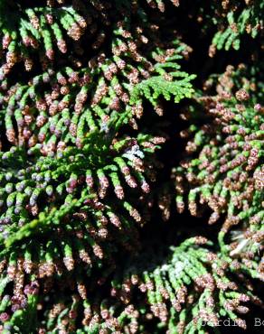 Fotografia 5 da espécie Chamaecyparis obtusa var. nana no Jardim Botânico UTAD