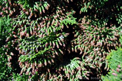 Fotografia da espécie Chamaecyparis obtusa var. nana