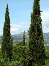 Fotografia da espécie Cupressus sempervirens