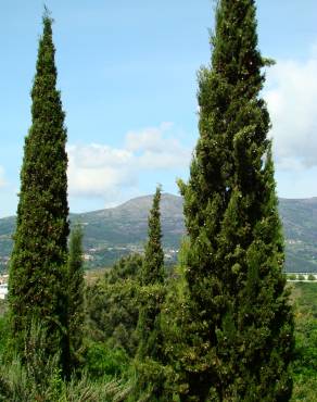 Fotografia 1 da espécie Cupressus sempervirens no Jardim Botânico UTAD