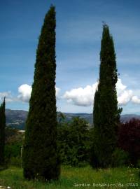 Fotografia da espécie Cupressus sempervirens