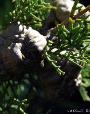 Fotografia 3 da espécie Cupressus sempervirens no Jardim Botânico UTAD