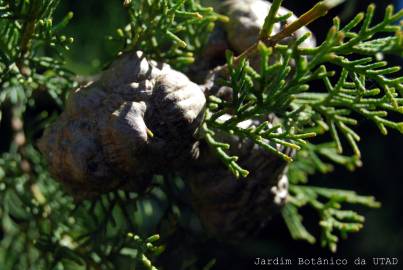 Fotografia da espécie Cupressus sempervirens