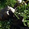 Fotografia 3 da espécie Cupressus sempervirens do Jardim Botânico UTAD