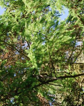 Fotografia 1 da espécie Larix decidua no Jardim Botânico UTAD