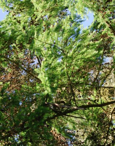 Fotografia de capa Larix decidua - do Jardim Botânico