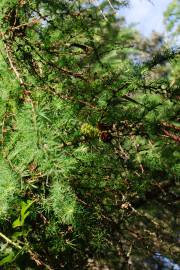 Fotografia da espécie Larix decidua