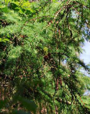 Fotografia 3 da espécie Larix decidua no Jardim Botânico UTAD