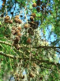 Fotografia da espécie Larix decidua