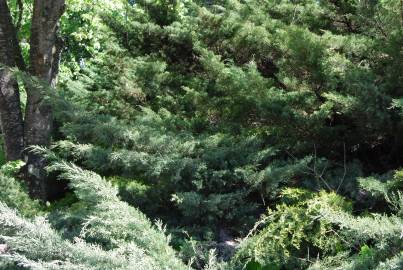 Fotografia da espécie Juniperus horizontalis