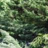 Fotografia 2 da espécie Juniperus horizontalis do Jardim Botânico UTAD