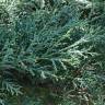 Fotografia 3 da espécie Juniperus horizontalis do Jardim Botânico UTAD