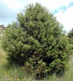 Fotografia da espécie Juniperus oxycedrus subesp. oxycedrus