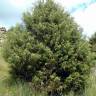 Fotografia 2 da espécie Juniperus oxycedrus subesp. oxycedrus do Jardim Botânico UTAD