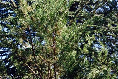 Fotografia da espécie Juniperus phoenicea