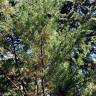 Fotografia 4 da espécie Juniperus phoenicea do Jardim Botânico UTAD
