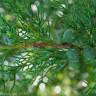 Fotografia 5 da espécie Juniperus phoenicea do Jardim Botânico UTAD