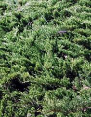 Juniperus sabina var. tamariscifolia