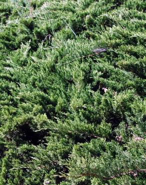 Fotografia 1 da espécie Juniperus sabina var. tamariscifolia no Jardim Botânico UTAD