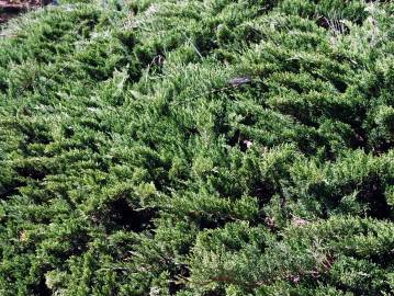 Fotografia da espécie Juniperus sabina var. tamariscifolia