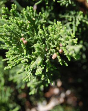 Fotografia 2 da espécie Juniperus sabina var. tamariscifolia no Jardim Botânico UTAD