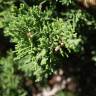 Fotografia 2 da espécie Juniperus sabina var. tamariscifolia do Jardim Botânico UTAD