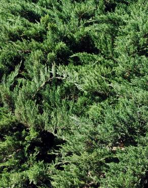 Fotografia 3 da espécie Juniperus sabina var. tamariscifolia no Jardim Botânico UTAD