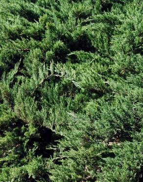 Fotografia 3 da espécie Juniperus sabina var. tamariscifolia no Jardim Botânico UTAD