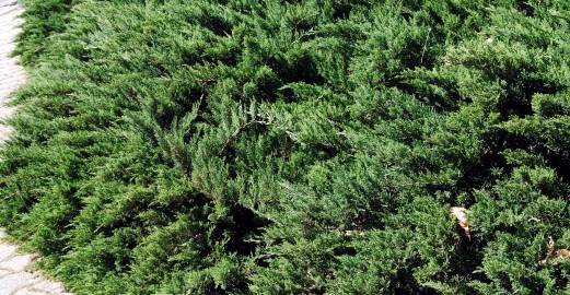 Fotografia da espécie Juniperus sabina var. tamariscifolia