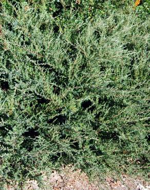 Fotografia 3 da espécie Juniperus squamata no Jardim Botânico UTAD