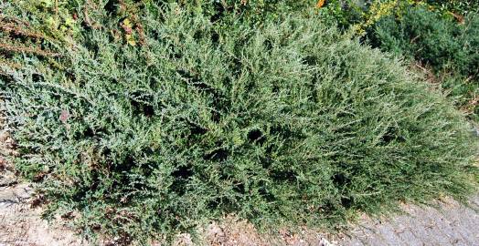 Fotografia da espécie Juniperus squamata