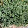 Fotografia 3 da espécie Juniperus squamata do Jardim Botânico UTAD