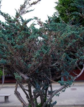 Fotografia 4 da espécie Juniperus squamata no Jardim Botânico UTAD