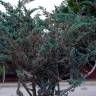 Fotografia 4 da espécie Juniperus squamata do Jardim Botânico UTAD