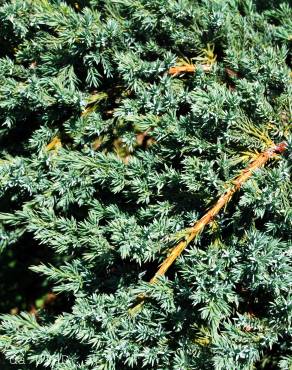 Fotografia 5 da espécie Juniperus squamata no Jardim Botânico UTAD