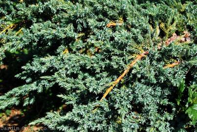 Fotografia da espécie Juniperus squamata