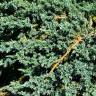 Fotografia 5 da espécie Juniperus squamata do Jardim Botânico UTAD